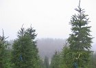 kotimainen metsäkuusi